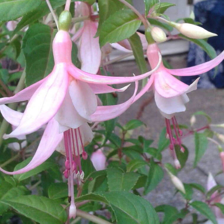 Fuchsia Shelford in the GardenTags plant encyclopedia Fuchsia Shelford in the GardenTags plant encyclopedia