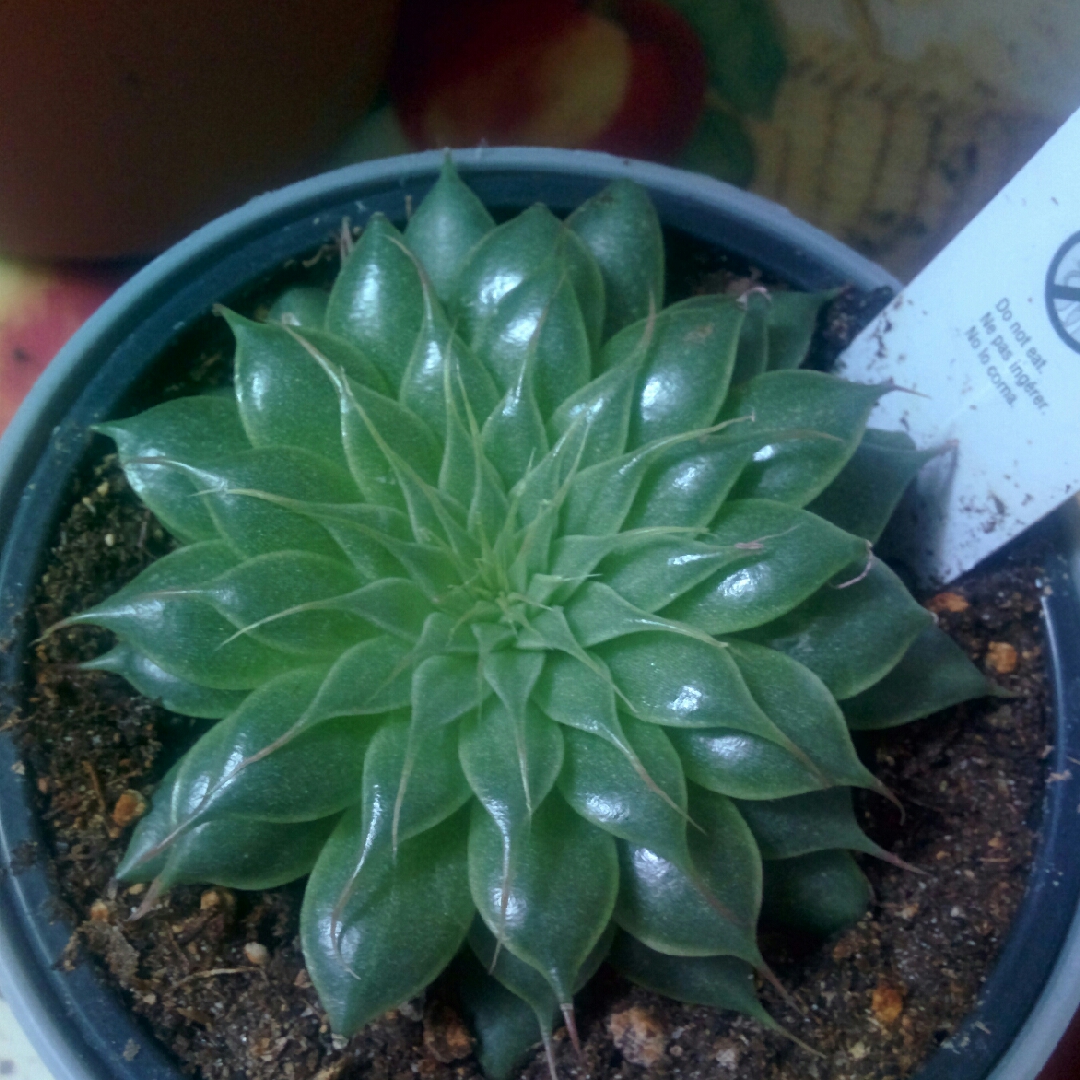 xGraptoveria Silver Star in the GardenTags plant encyclopedia Graptoveria Silver Star in the GardenTags plant encyclopedia