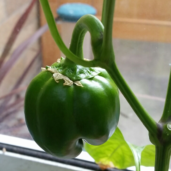 Capsicum Traffic Lights in the GardenTags plant encyclopedia Sweet Pepper Traffic Lights in the GardenTags plant encyclopedia