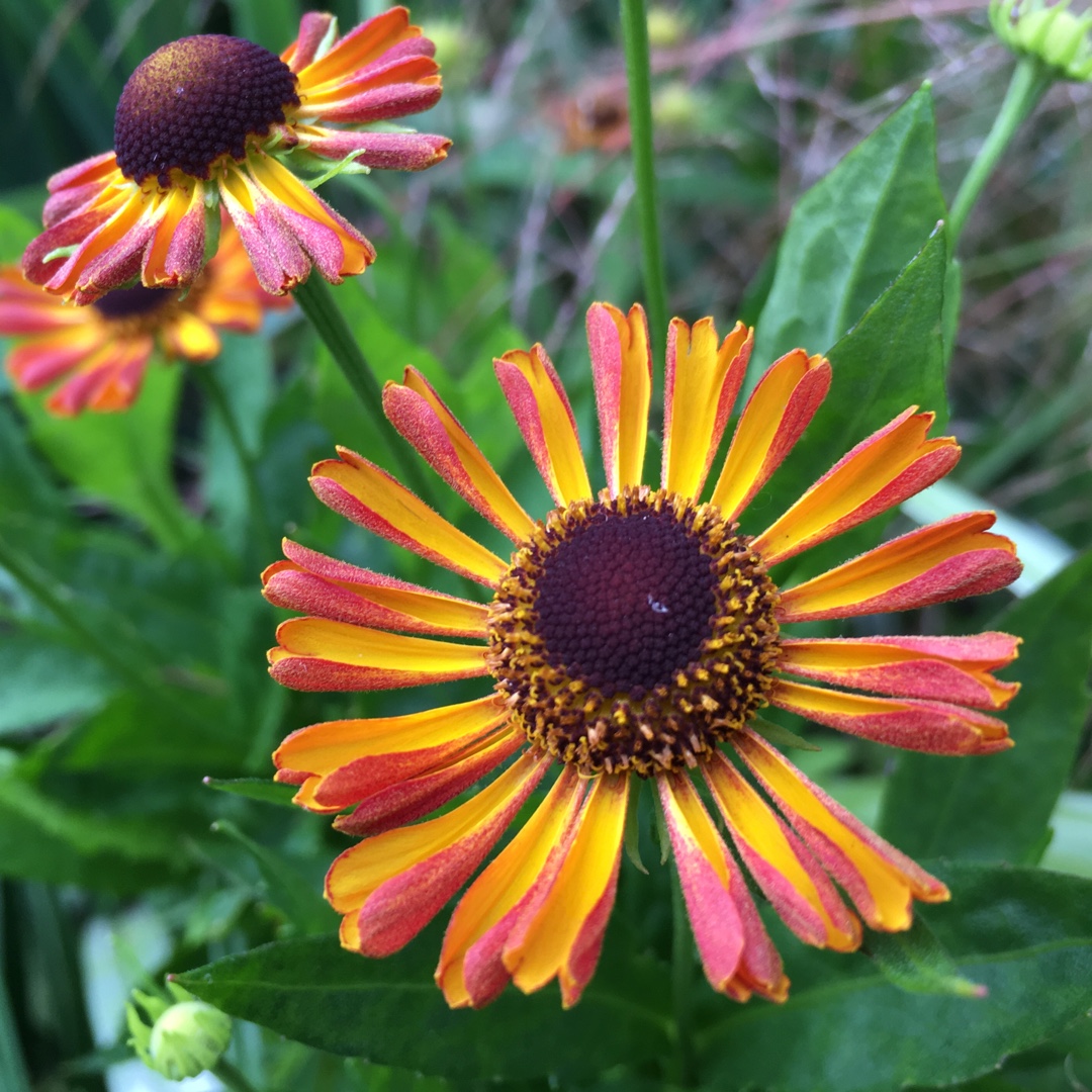 Helenium UFO Betty in the GardenTags plant encyclopedia Sneezeweed UFO Betty in the GardenTags plant encyclopedia