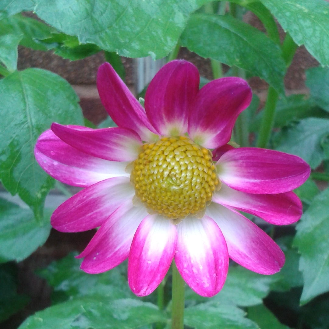 Dahlia Sweetheart in the GardenTags plant encyclopedia Dahlia Sweetheart in the GardenTags plant encyclopedia