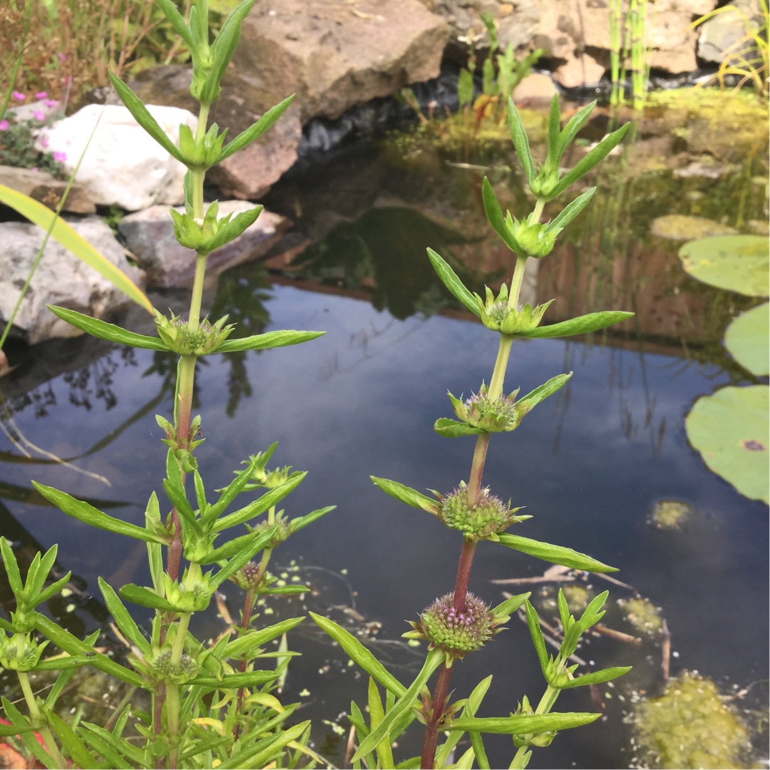 Mentha cervina in the GardenTags plant encyclopedia Water Spearmint in the GardenTags plant encyclopedia