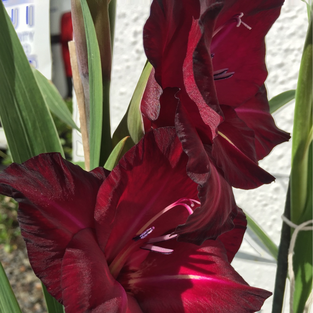 Gladiolus Black Surprise in the GardenTags plant encyclopedia Gladioli Black Surprise in the GardenTags plant encyclopedia