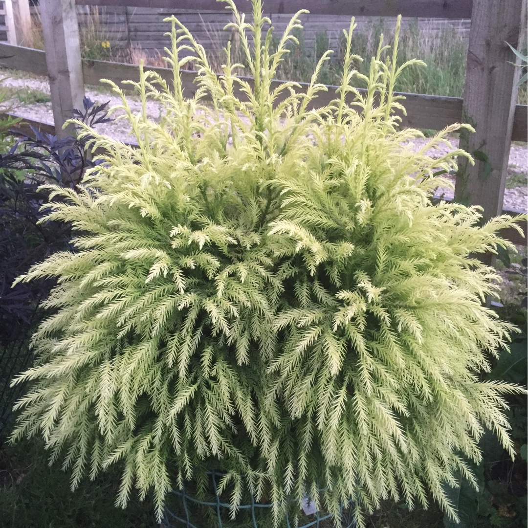 Cryptomeria japonica Sekkan-Sugi in the GardenTags plant encyclopedia Japanese cedar Sekkan-Sugi in the GardenTags plant encyclopedia