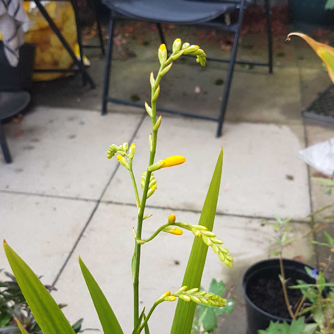 Crocosmia x crocosmiiflora Honey Angels in the GardenTags plant encyclopedia Montbretia Honey Angels in the GardenTags plant encyclopedia