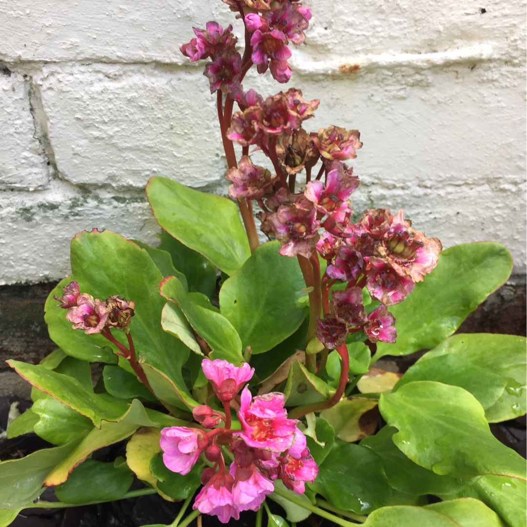 Elephants Ears Rosenkristall in the GardenTags plant encyclopedia