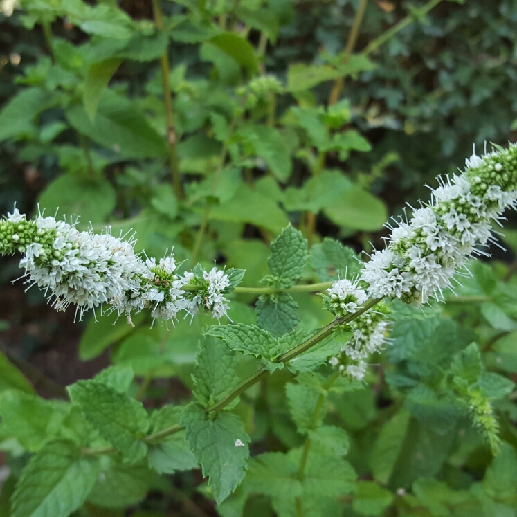 Mentha spicata Spanish in the GardenTags plant encyclopedia Spanish Mint in the GardenTags plant encyclopedia