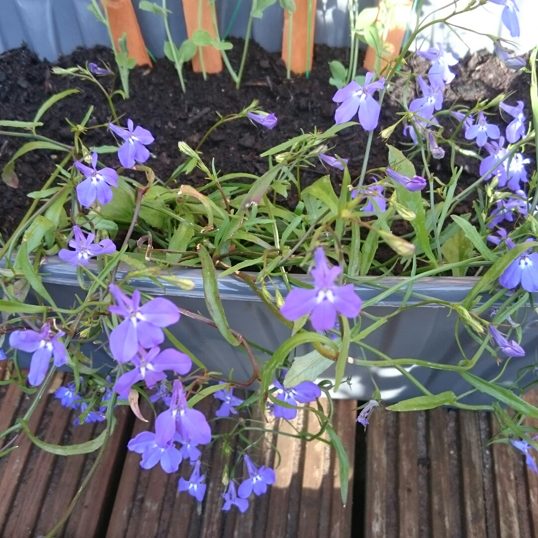 Lobelia Richardii in the GardenTags plant encyclopedia The Basket Lobelia in the GardenTags plant encyclopedia