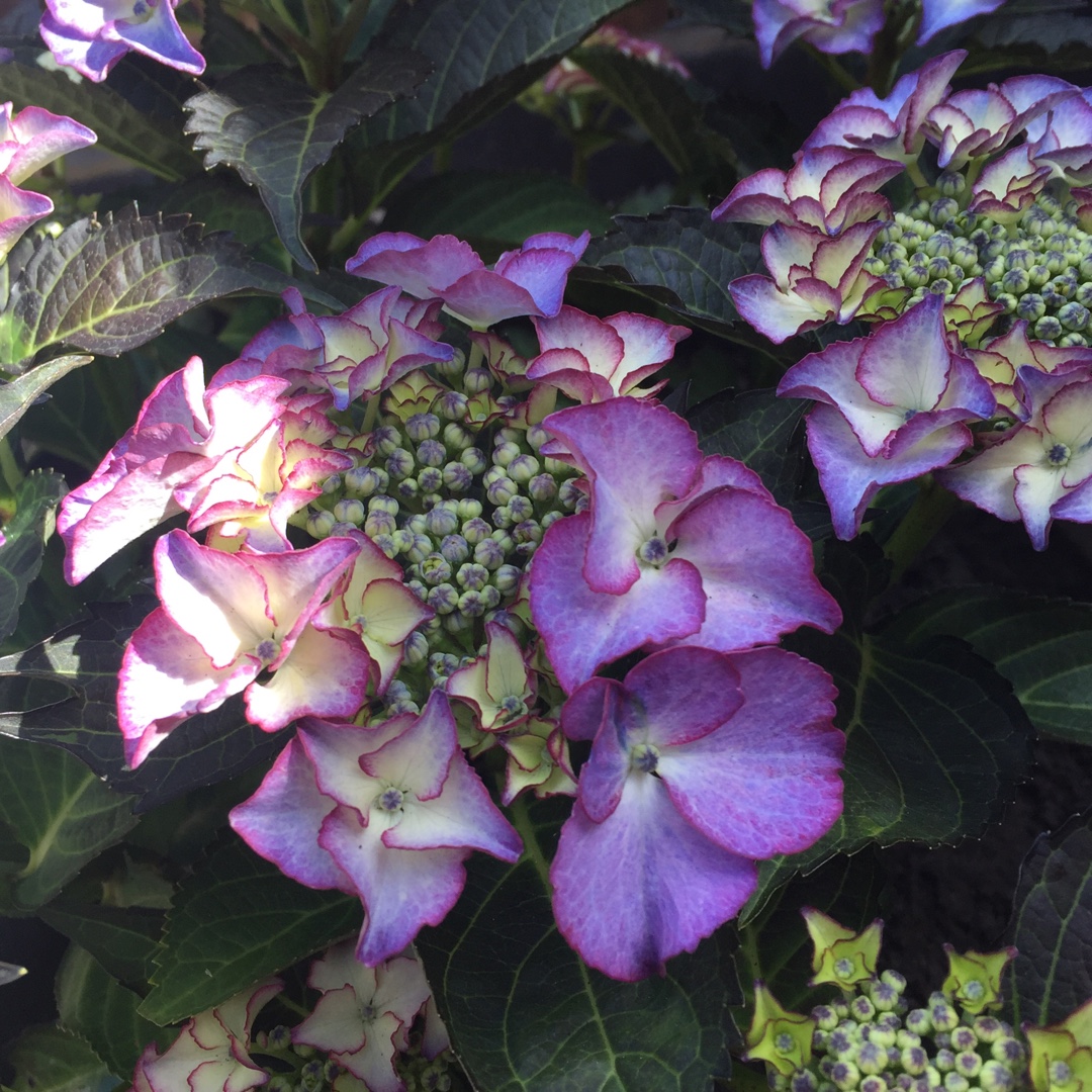 Hydrangea macrophylla Tiffany Violet in the GardenTags plant encyclopedia Hydrangea Tiffany Violet in the GardenTags plant encyclopedia