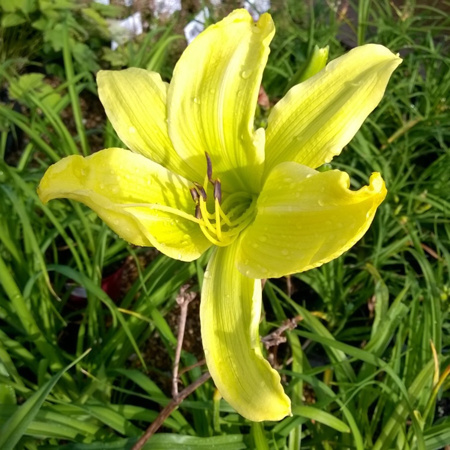 Hemerocallis Green Mystique in the GardenTags plant encyclopedia Daylily Green Mystique in the GardenTags plant encyclopedia