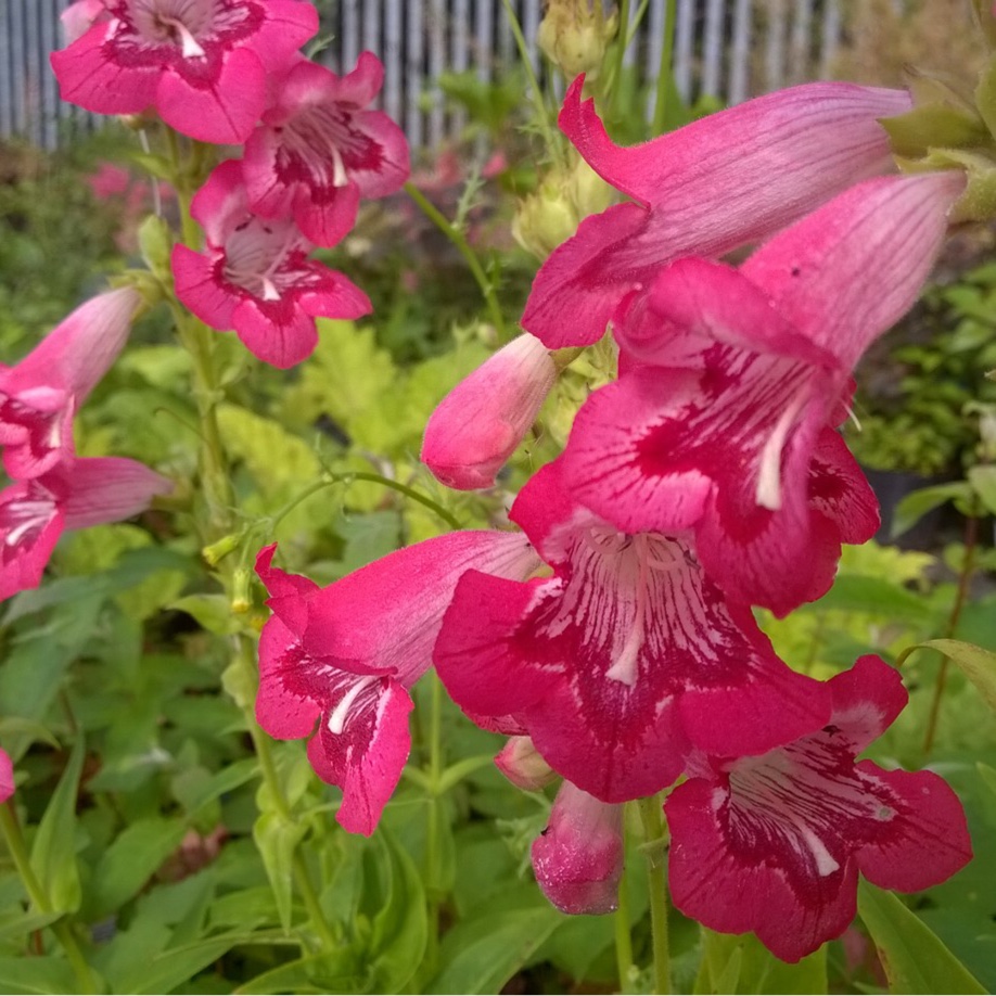 Penstemon Strawberry Taffy in the GardenTags plant encyclopedia Beardtongue Strawberry Taffy in the GardenTags plant encyclopedia