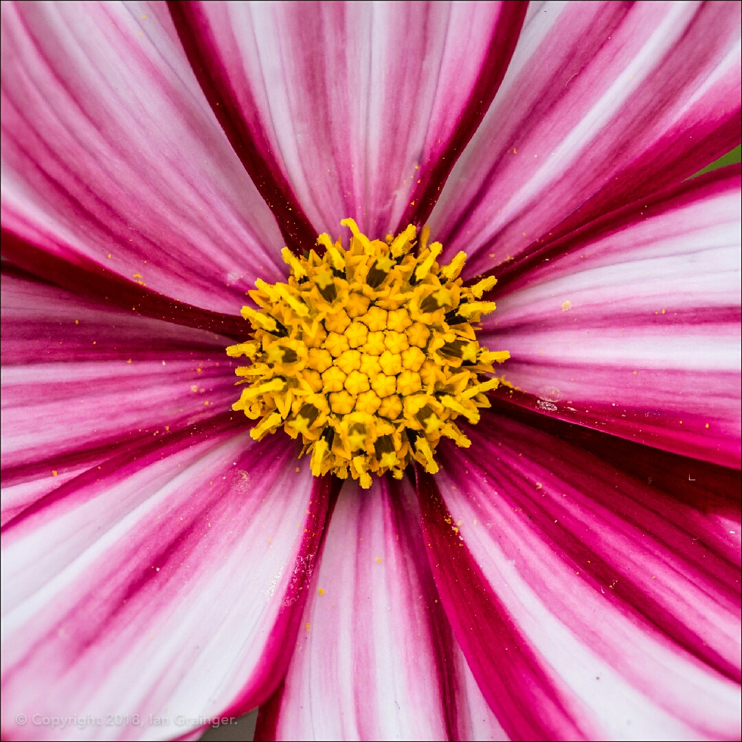 Cosmos Bipinnatus Velouette in the GardenTags plant encyclopedia Cosmea Velouette in the GardenTags plant encyclopedia