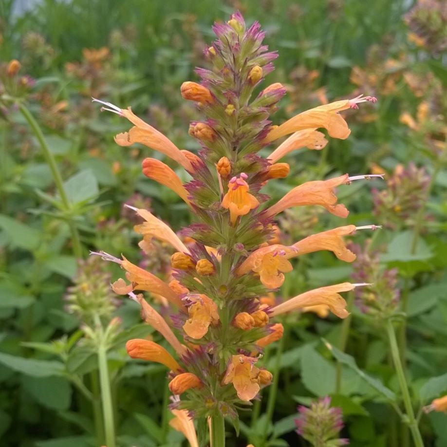 Agastache Kudos Gold in the GardenTags plant encyclopedia Mexican Hyssop in the GardenTags plant encyclopedia