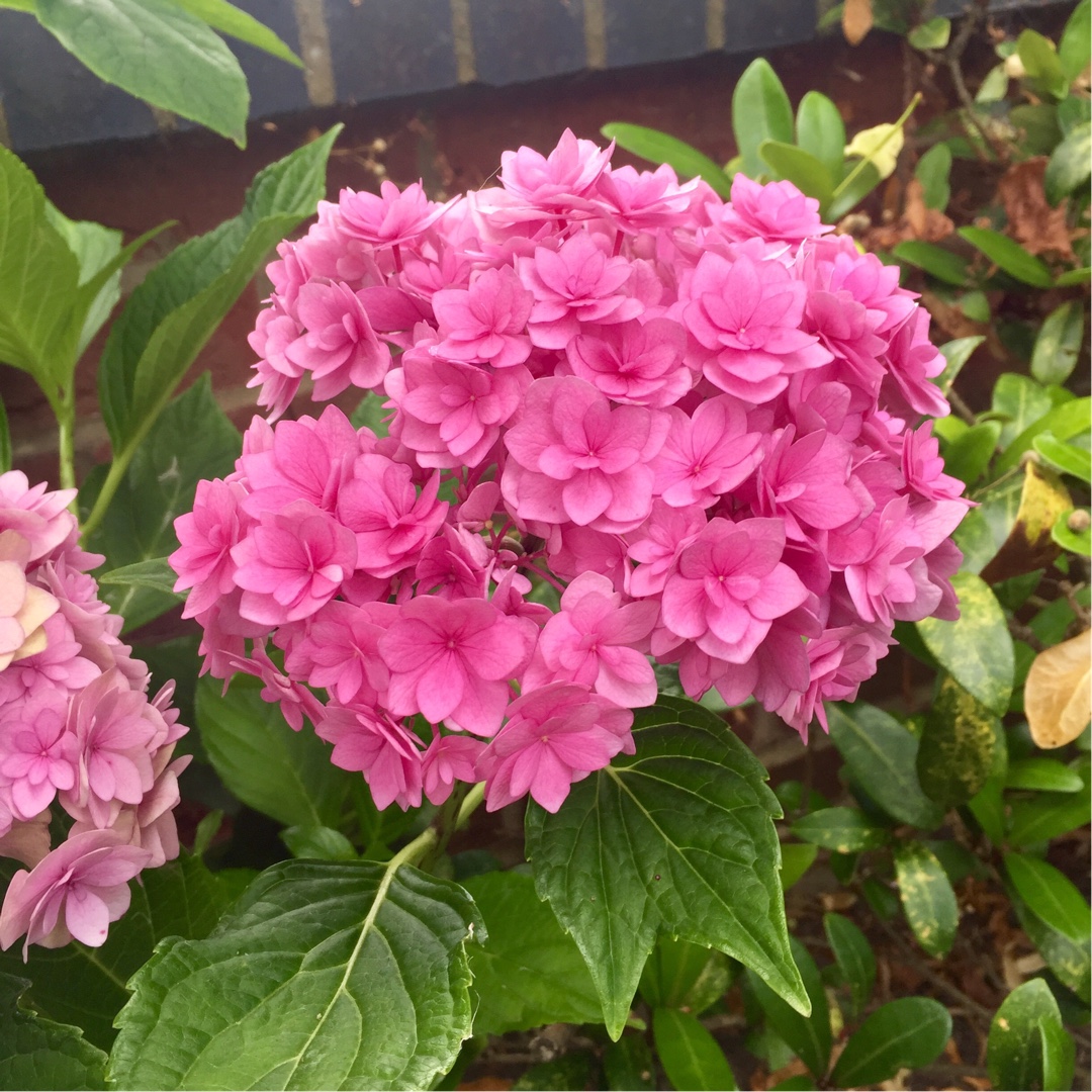 Image of Hydrangea Forever and Ever Pink