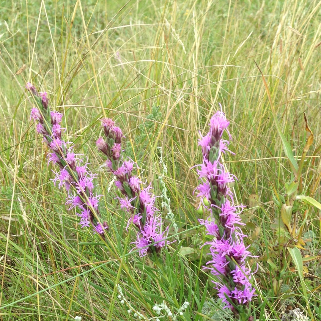 Dotted Blazing star in the GardenTags plant encyclopedia