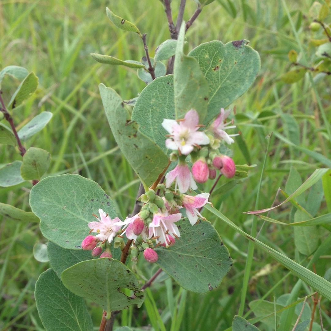 Symphoricarpos Occidentalis in the GardenTags plant encyclopedia Western Snowberry in the GardenTags plant encyclopedia