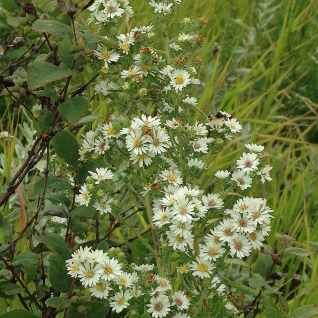 Aster pansus Snow Flurry in the GardenTags plant encyclopedia Many Flowered Aster in the GardenTags plant encyclopedia