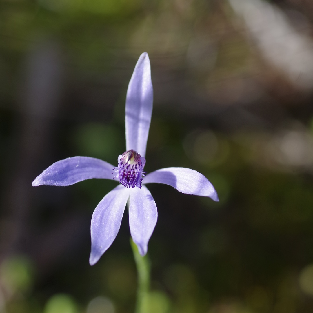 Pheladenia Deformis in the GardenTags plant encyclopedia Blue Fairy Orchid in the GardenTags plant encyclopedia