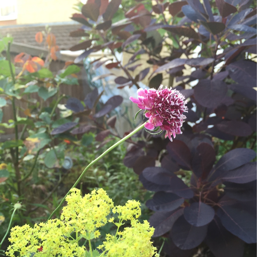 Scabiosa Beaujolais Bonnets in the GardenTags plant encyclopedia Scabiosa Beaujolais Bonnets in the GardenTags plant encyclopedia