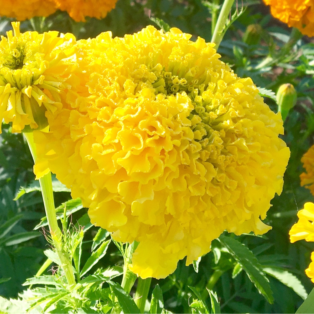 Tagetes erecta 'Kushi Mix' (Mix), Indian Marigold 'Kushi Mix' (Mix) in ...