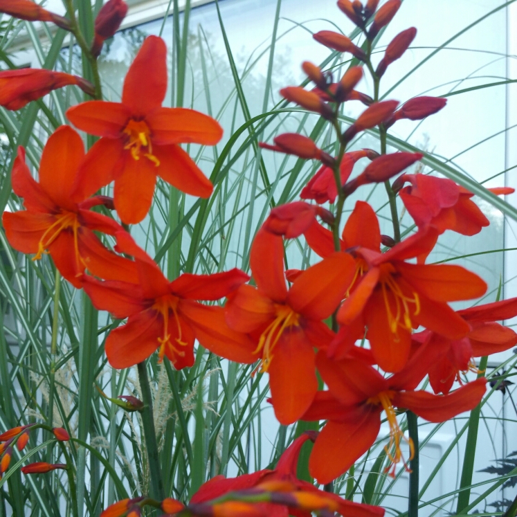Montbretia Babylon in the GardenTags plant encyclopedia