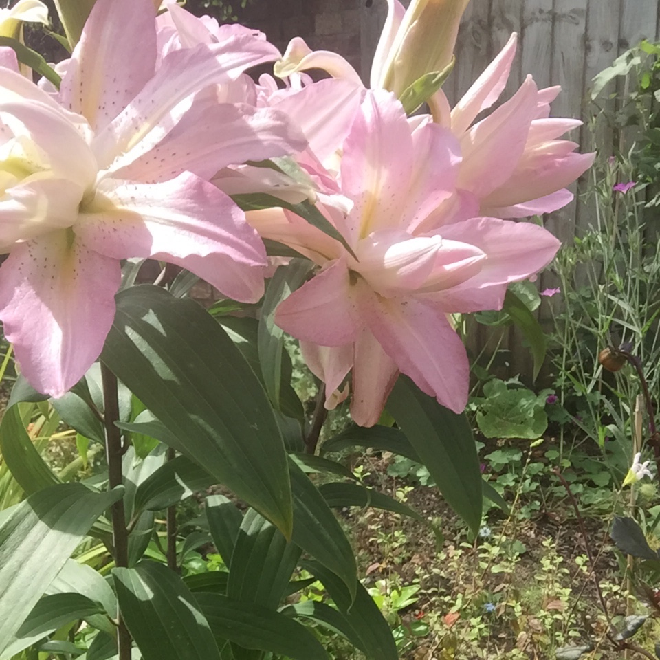 Lilium Miss Lucy in the GardenTags plant encyclopedia Lily Miss Lucy (Oriental) in the GardenTags plant encyclopedia