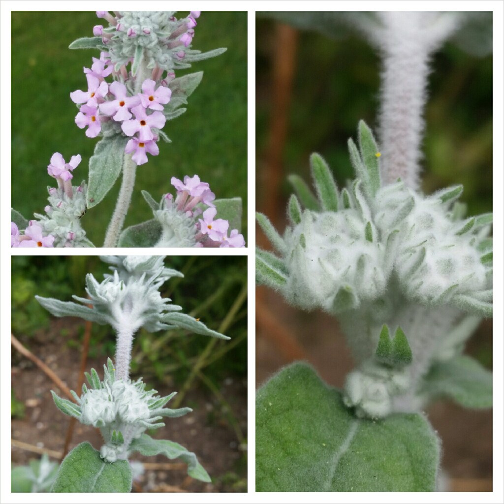 Buddleja crispa in the GardenTags plant encyclopedia Himalayan Butterfly Bush in the GardenTags plant encyclopedia