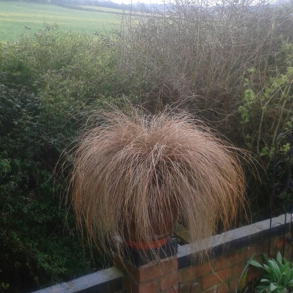 Carex flagellifera in the GardenTags plant encyclopedia Weeping brown sedge in the GardenTags plant encyclopedia