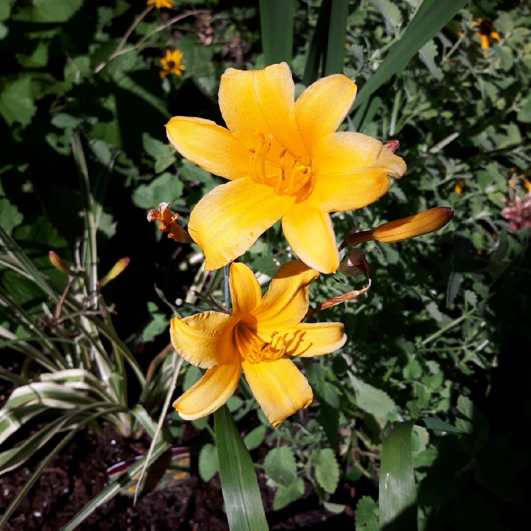 Hemerocallis Golden Zebra in the GardenTags plant encyclopedia Daylily Golden Zebra in the GardenTags plant encyclopedia