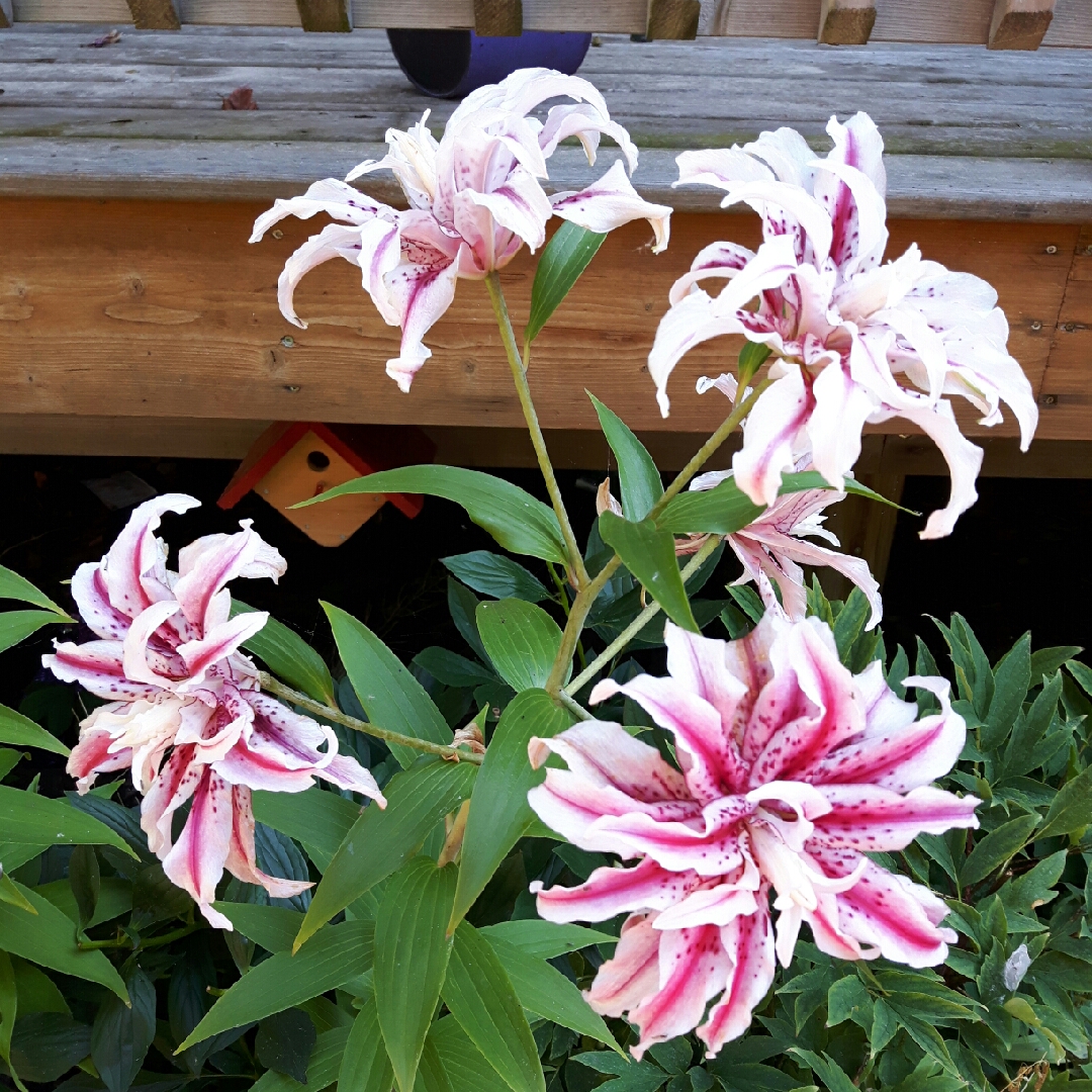 Lilium Magic Star in the GardenTags plant encyclopedia Lily Magic Star (Oriental) in the GardenTags plant encyclopedia