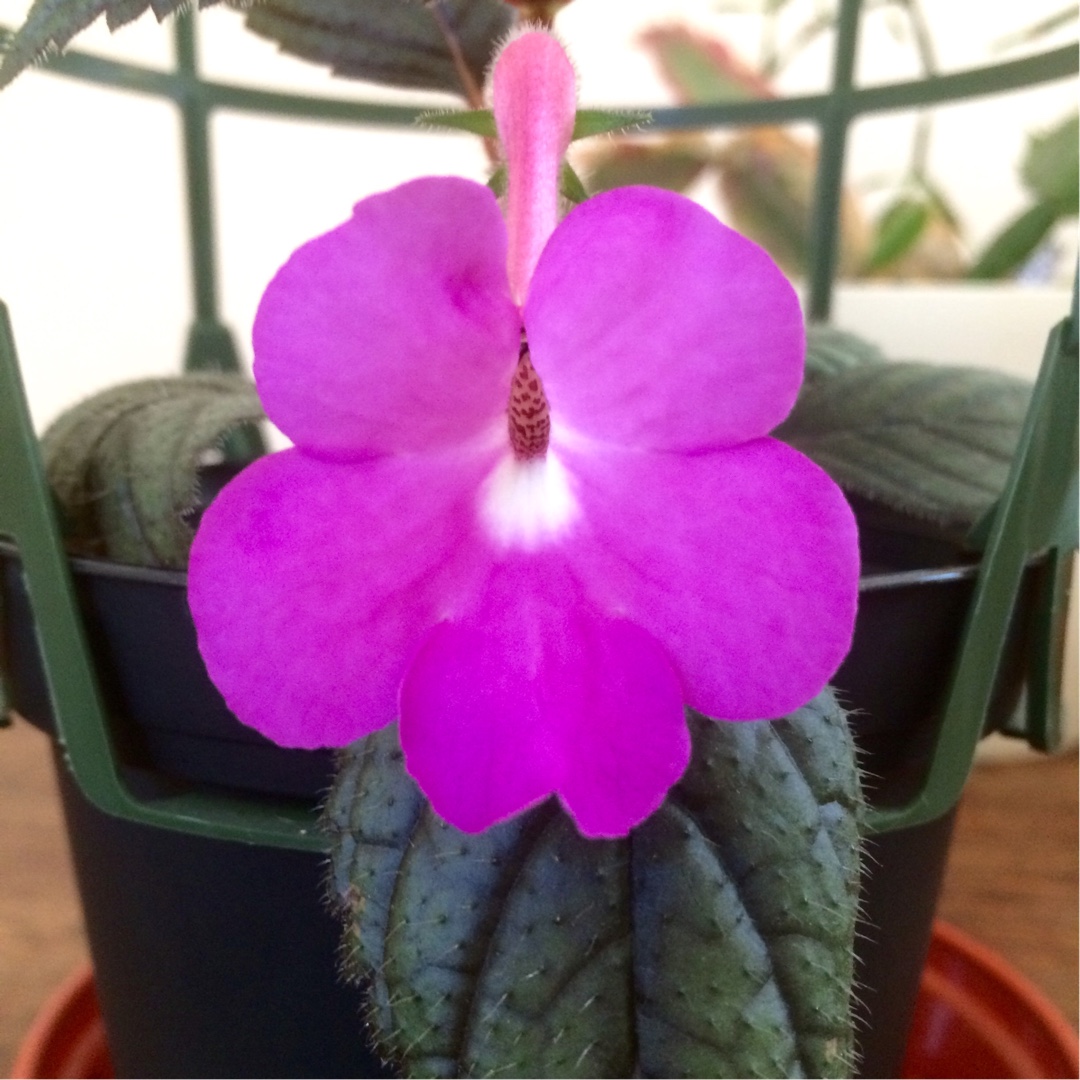 Achimenes Patens Major in the GardenTags plant encyclopedia Hot-water-plant Patens Major in the GardenTags plant encyclopedia