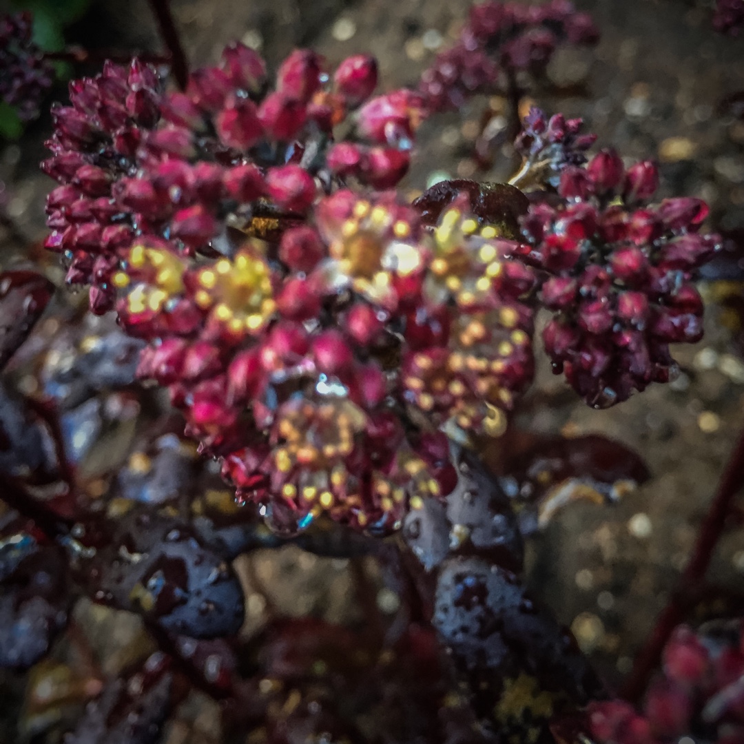 Sedum Touchdown Teak in the GardenTags plant encyclopedia Stonecrop Touchdown Teak in the GardenTags plant encyclopedia