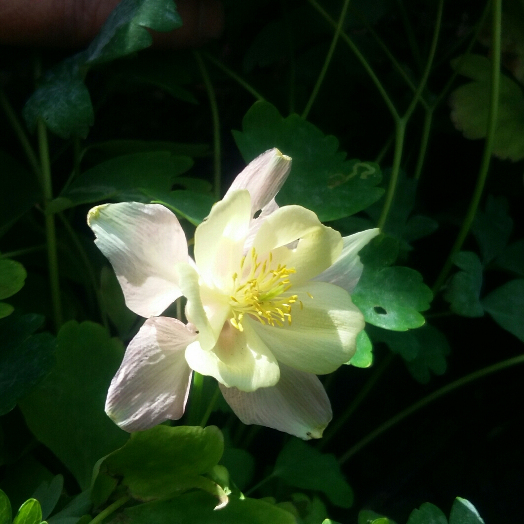 Aquilegia Mrs Scott Elliot in the GardenTags plant encyclopedia Columbine Mrs Scott Elliot in the GardenTags plant encyclopedia