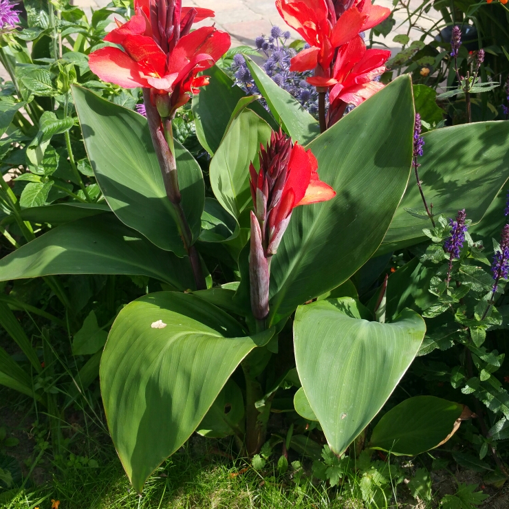Canna Crimson Beauty in the GardenTags plant encyclopedia Canna Crimson Beauty in the GardenTags plant encyclopedia