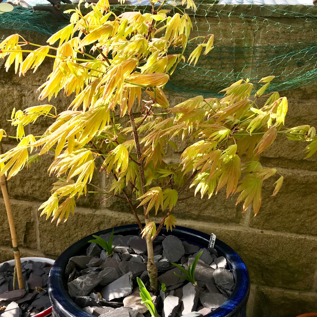 Acer shirasawanum Munn 001 syn. Acer shirasawanum Moonrise in the GardenTags plant encyclopedia Full Moon Maple Moonrise in the GardenTags plant encyclopedia