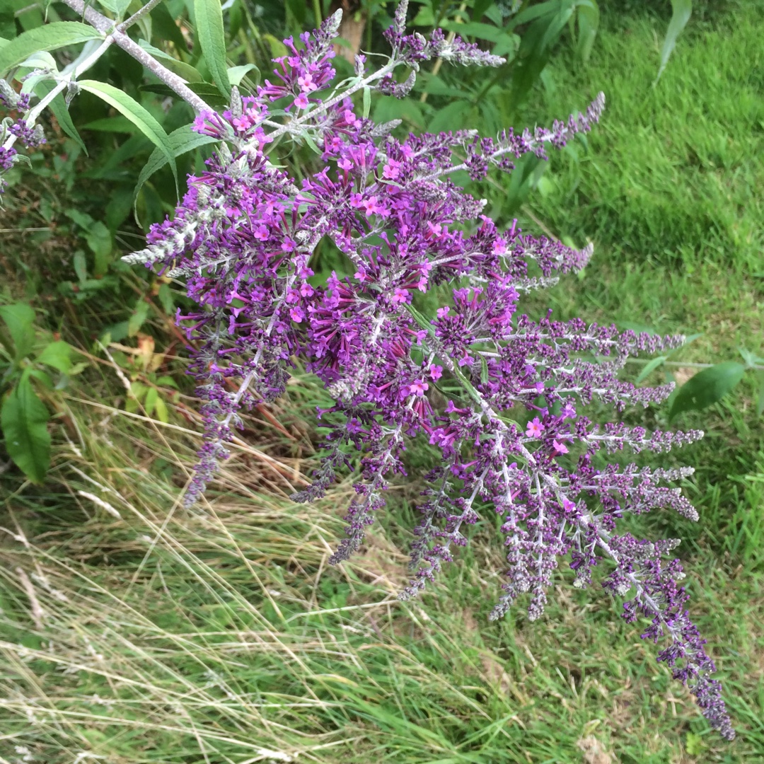 Buddleja davidii Dartmoor in the GardenTags plant encyclopedia Butterfly Bush Dartmoor in the GardenTags plant encyclopedia