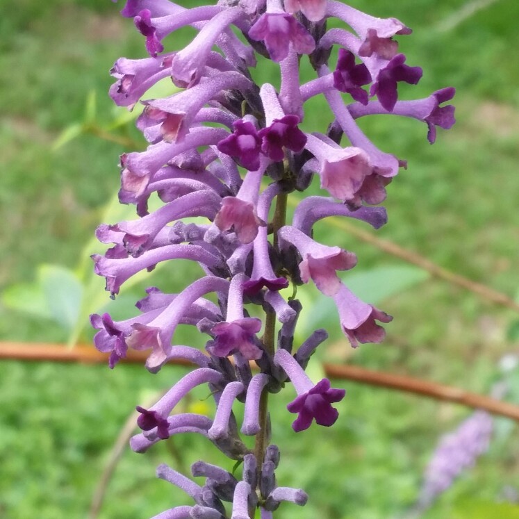 Buddleja lindleyana in the GardenTags plant encyclopedia Lindleys Butterfly Bush in the GardenTags plant encyclopedia
