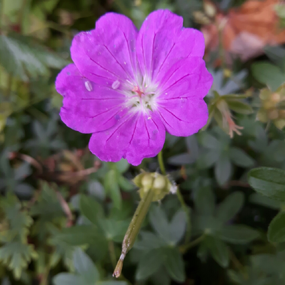 Geranium sanguineum Max Frei in the GardenTags plant encyclopedia Bloody Cranesbill Max Frei in the GardenTags plant encyclopedia