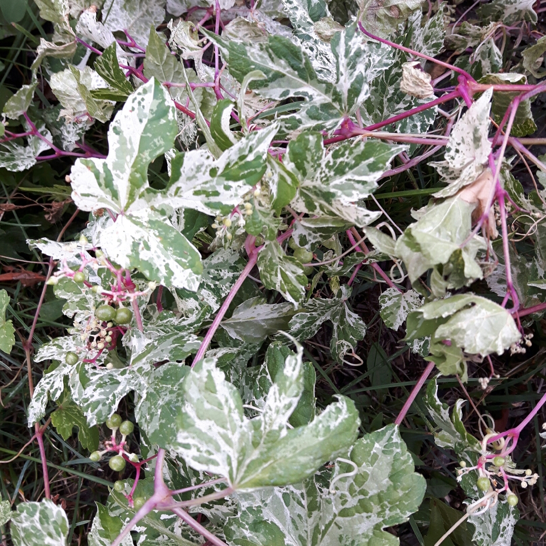 Variegated Porcelain Berry in the GardenTags plant encyclopedia