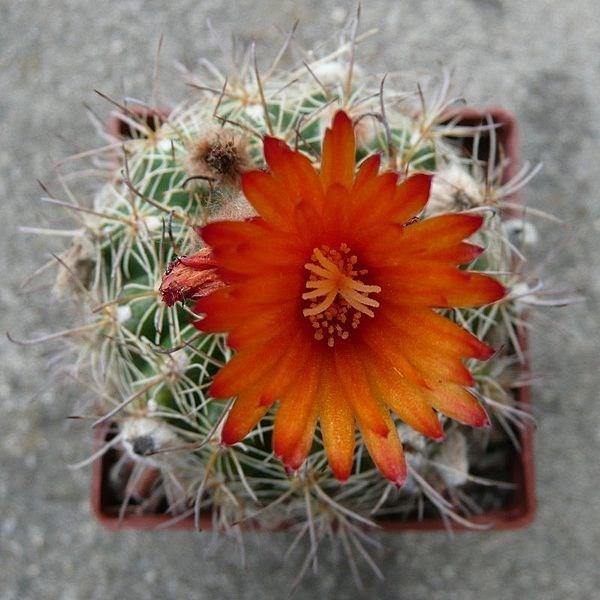 Parodia Mairanana in the GardenTags plant encyclopedia Ball cactus in the GardenTags plant encyclopedia