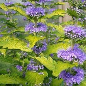 Caryopteris x clandonensis Hint of Gold Lisaura in the GardenTags plant encyclopedia Bluebeard Hint of Gold Lisaura in the GardenTags plant encyclopedia