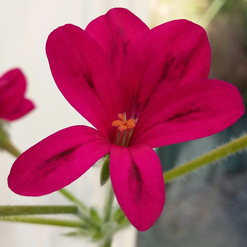 Pelargonium Schottii in the GardenTags plant encyclopedia Pelargonium Schottii (Species Hybrid) in the GardenTags plant encyclopedia