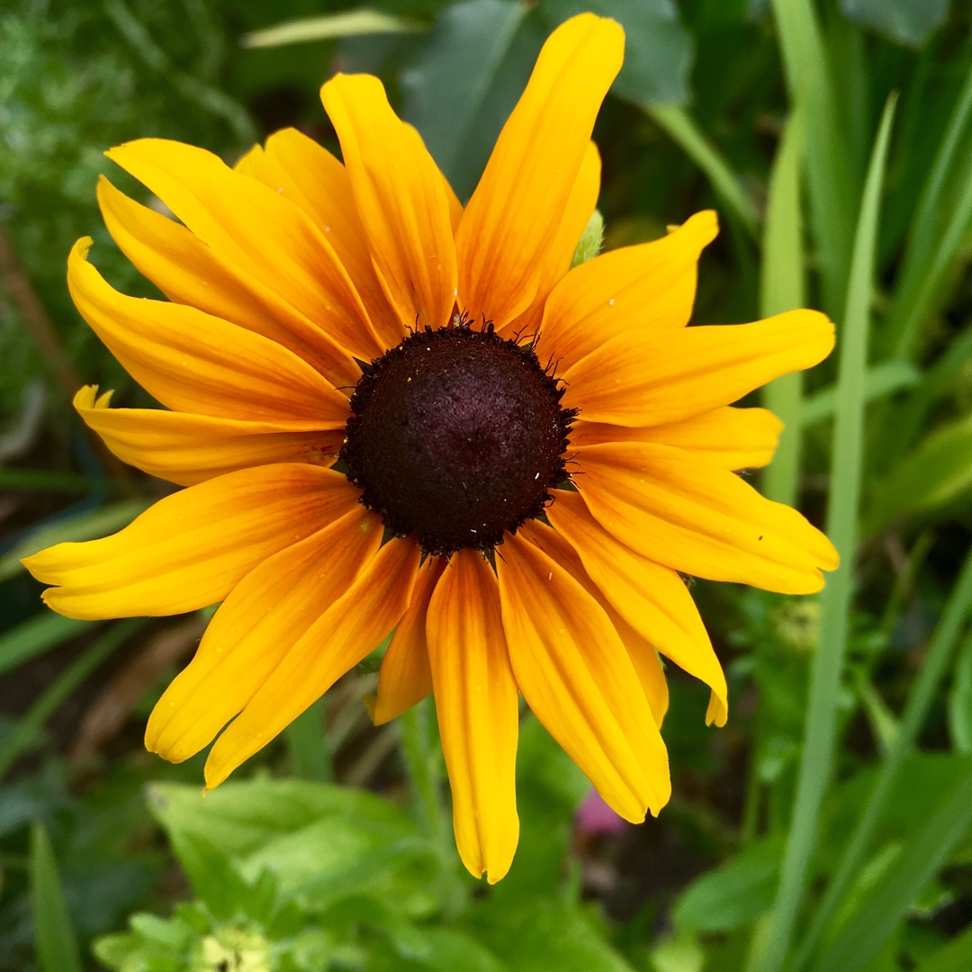Rudbeckia hirta Kelvedon Star in the GardenTags plant encyclopedia Coneflower Kelvedon Star in the GardenTags plant encyclopedia