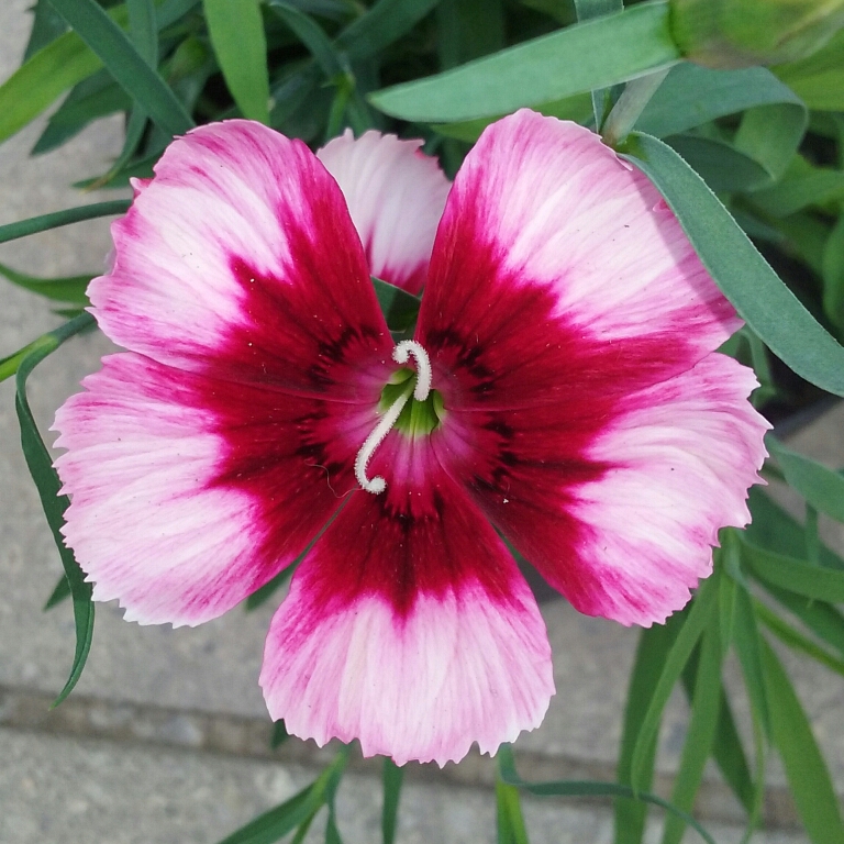 Dianthus chinensis Raspberry Parfait in the GardenTags plant encyclopedia China Pink Raspberry Parfait in the GardenTags plant encyclopedia