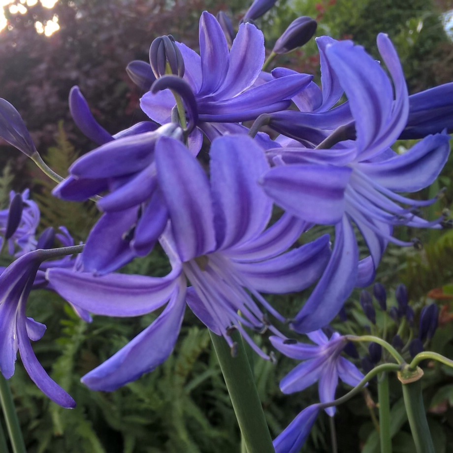 Agapanthus Northern Star in the GardenTags plant encyclopedia African Lily Northern Star in the GardenTags plant encyclopedia