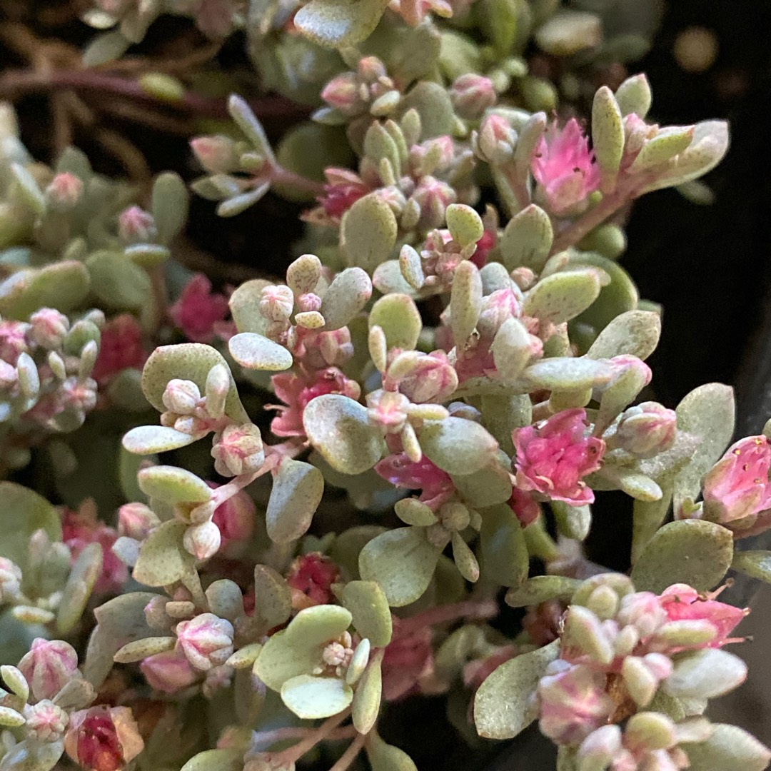 Stonecrop Sunsparkler Blue Elf in the GardenTags plant encyclopedia