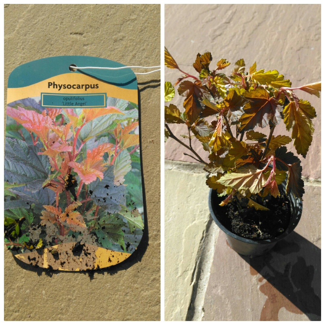 Physocarpus opulifolius Hoogi016 syn. Physocarpus opulifolius Little Angel in the GardenTags plant encyclopedia Ninebark Little Angel in the GardenTags plant encyclopedia