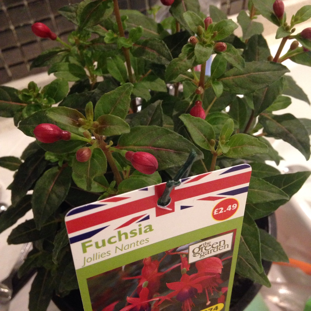 Fuchsia Jollies Nantes in the GardenTags plant encyclopedia
