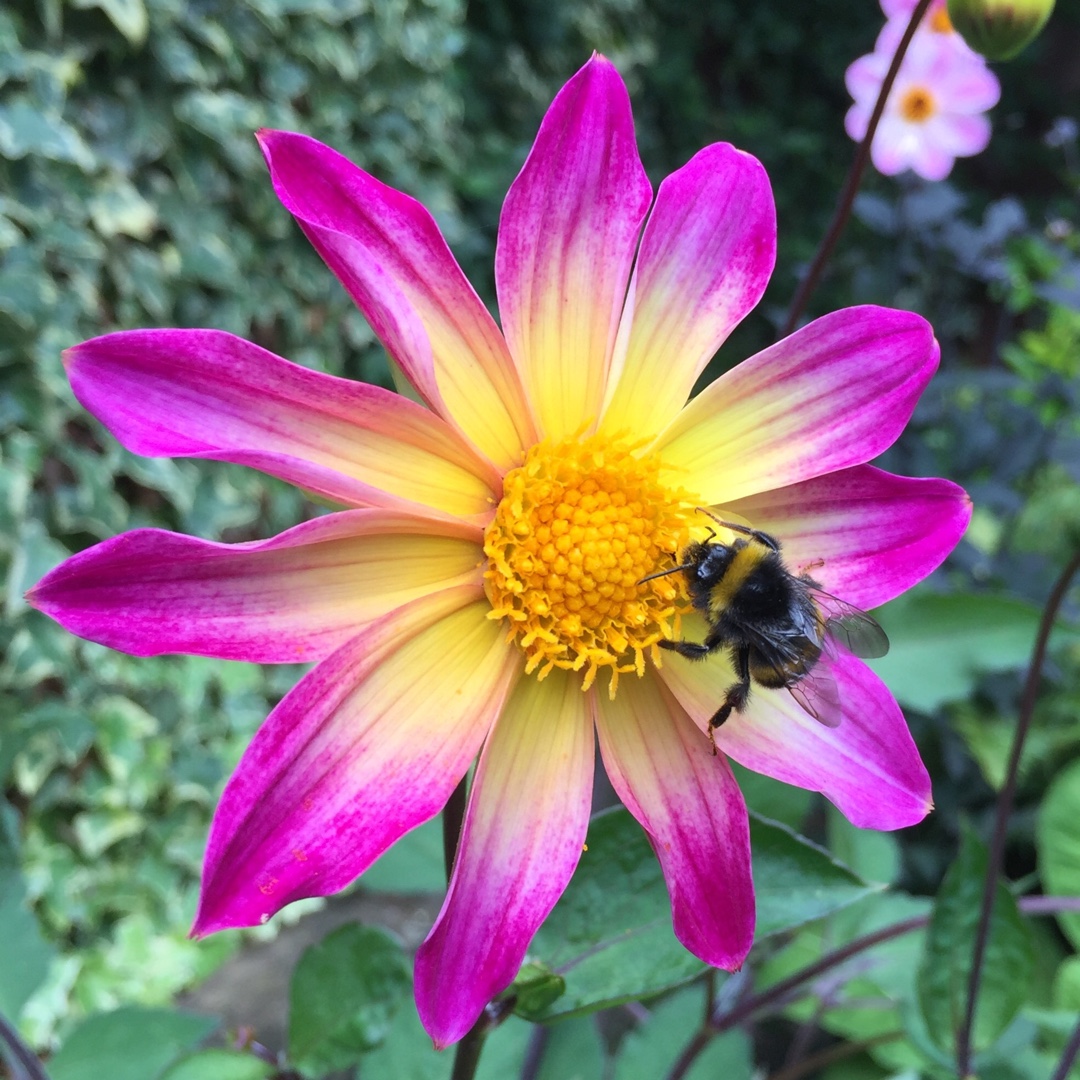 Dahlia Bright Eyes in the GardenTags plant encyclopedia Dahlia Bright Eyes (Single-flowered) in the GardenTags plant encyclopedia