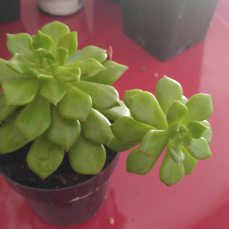 Sedeveria Letizia in the GardenTags plant encyclopedia